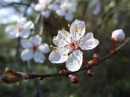 Rameau fleuri